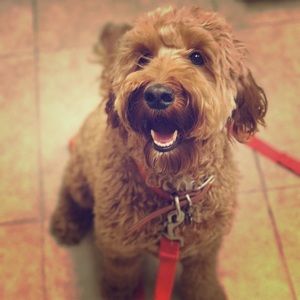 Meet your Posher, Piper!